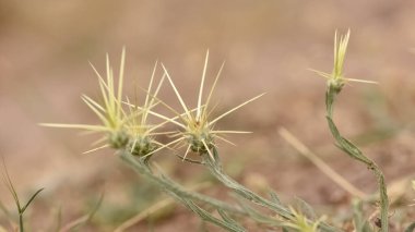 Doğal dikenler ve muhteşem dikenli fotoğraflar.