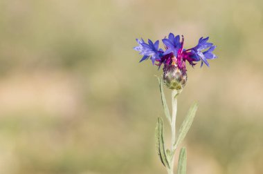 Doğal dikenler ve muhteşem dikenli fotoğraflar.