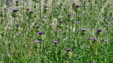 Doğal dikenler ve muhteşem dikenli fotoğraflar.