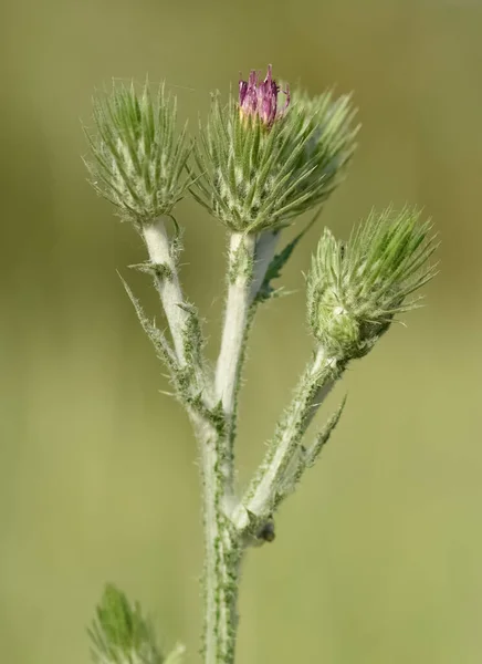 Natuurlijke Doornen Prachtige Doornen Foto — Stockfoto