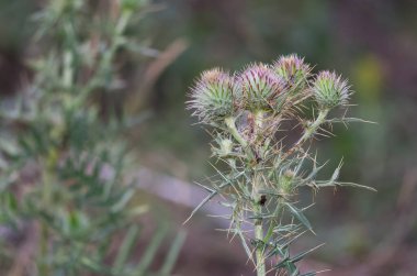 Doğal dikenler ve muhteşem dikenli fotoğraflar.