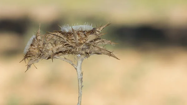 natural thorns and gorgeous thorn photos