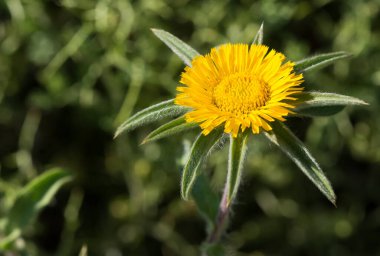 Doğal bitkiler, doğal çiçek fotoğrafları.