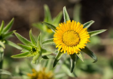 Doğal bitkiler, doğal çiçek fotoğrafları.