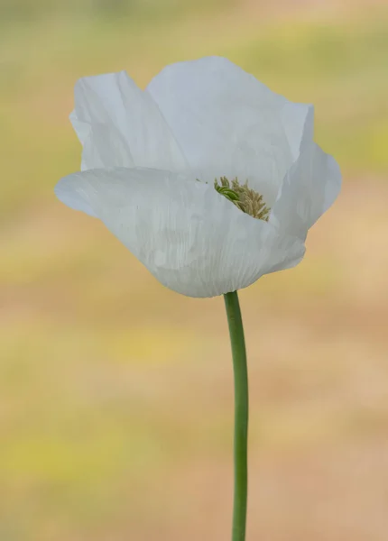 natural plants, natural flower photos