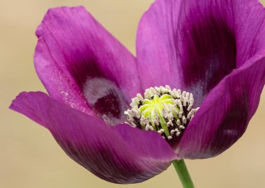 Şifalı bitkiler, tıbbi çiçekler, haşhaş resimleri.