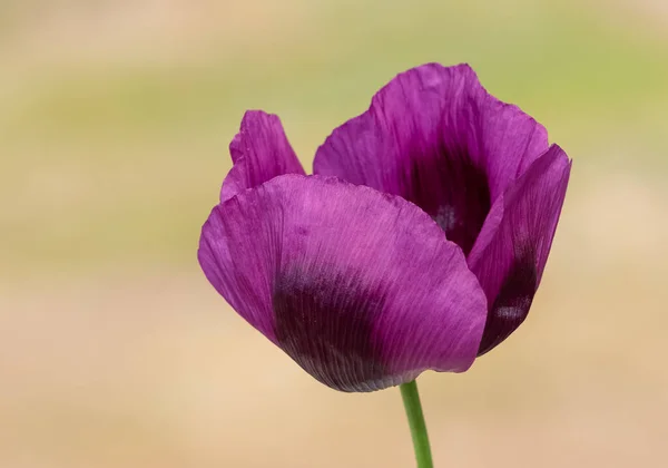 medicinal plants, medicinal flowers, poppy photos