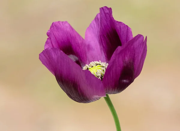 medicinal plants, medicinal flowers, poppy photos