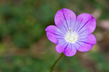 Şifalı bitkiler, tıbbi çiçek fotoğrafları.