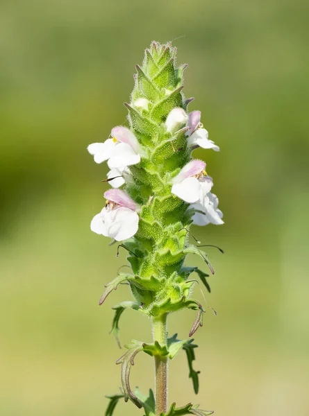 medicinal herbs, medicinal flowers photos