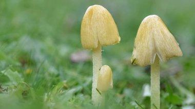 arka plan için çeşitli mantar fotoğrafları