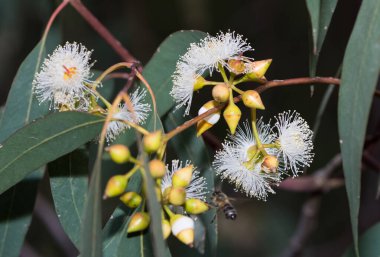 Sıcak bölge ağaçlarının fotoğrafları, okaliptüs çiçekleri.