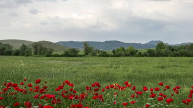 Çiçek, ağaç ve manzara fotoğrafları