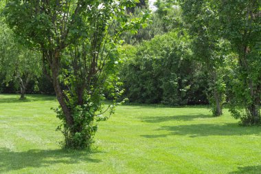 Ağaçların, ormanların ve muhteşem ormanların fotoğrafları.