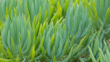 arkaplan için çeşitli çiçek fotoğrafları