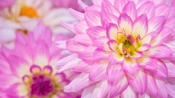 Különböző Virág Fotók Háttér — Stock Fotó