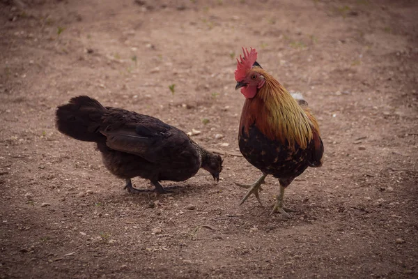 Dwarf cock and hen isolated at brown ground. Two small poultry eating on the ground.