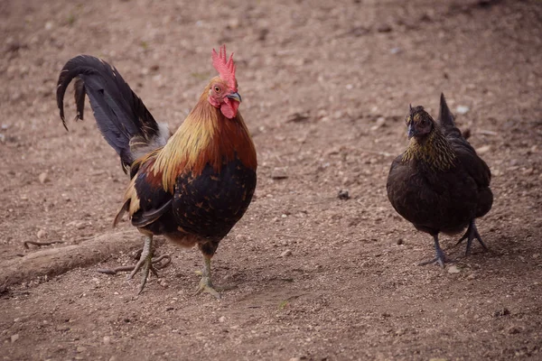 A törpék csirkéje egy farmon sétál. Egy kicsi kakas és tyúk egy udvarlóban. — Stock Fotó