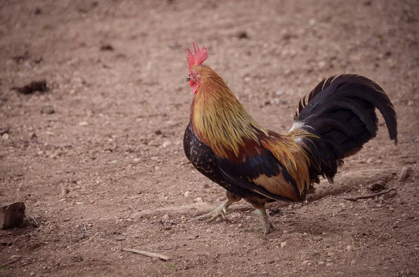 Törpék Csirkéje Egy Farmon Sétál Egy Kicsi Farok Előre Néz — Stock Fotó