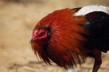 Game cock ready to star a fight clipart