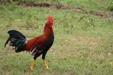 Çiftlikte horoz dövüşü. 