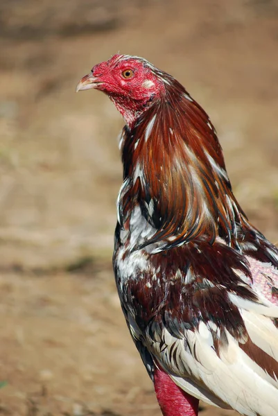 Küzdelem kakas közelkép egy gazdaságban. — Stock Fotó