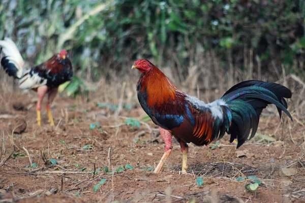 Two fighting cocks at the countryside. — Stock Photo, Image