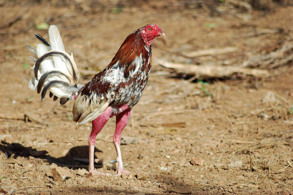 Fighting cock under the morning sun. 