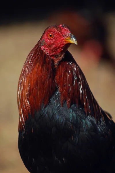 Lutando galo fechado na fazenda . — Fotografia de Stock