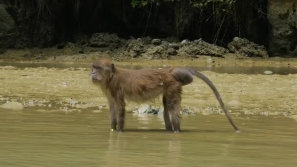 Phuket 'te nehirdeki maymun. — Stok video