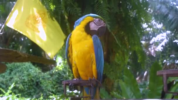 Κίτρινος παπαγάλος κάθεται σε κλαδί — Αρχείο Βίντεο