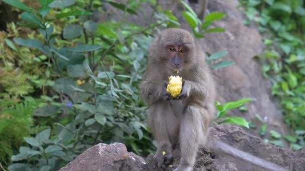 Mono sentado y comiendo algo — Vídeo de stock