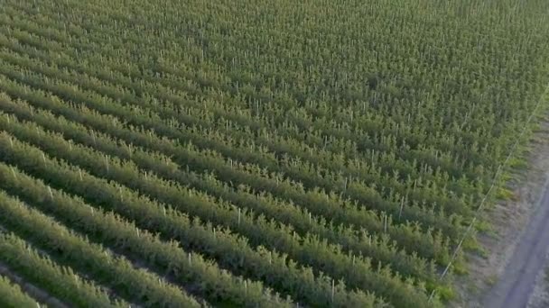 Plantation de pommes soignées dans la ferme de pommiers prise de vue aérienne avec drone 