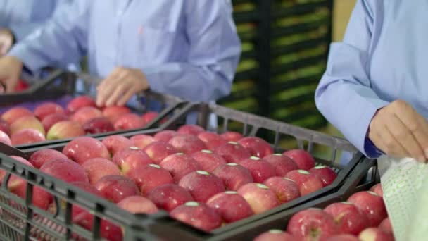 Frauenhände sortierten rote Äpfel in Plastikboxen für den Export — Stockvideo