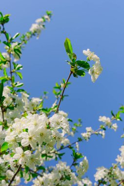 İlkbaharda ağaçların dallarında kiraz çiçekleri açar.