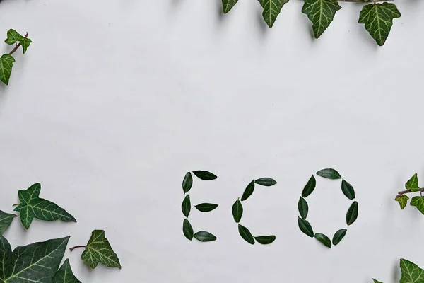 Das Wort Eco Besteht Aus Buchsbaumblättern Auf Weißem Hintergrund Nahaufnahme — Stockfoto