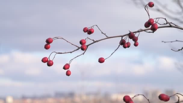 Red Hawthorn Berries Bare Branch Leaves Sky Red Hawthorn Berries — Stock Video