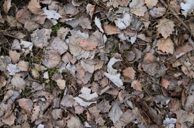 Yerde yatan kuru kahverengi yaprakların arka planı