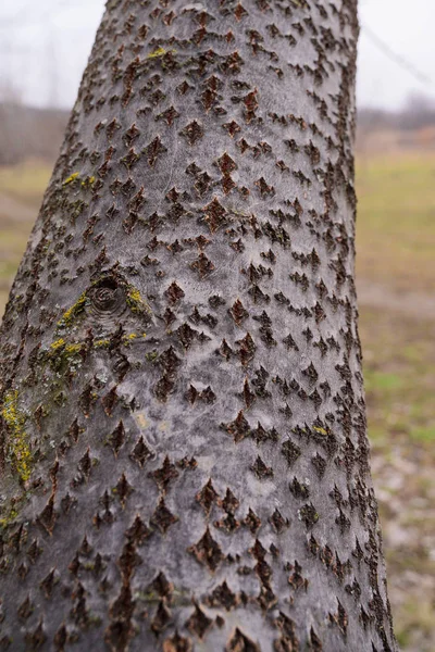 Tree Bark Close Patterns Bark — ストック写真