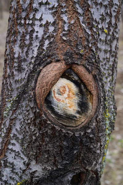 木の上にのこぎりの枝の古い場所 木の樹皮のクローズアップ — ストック写真