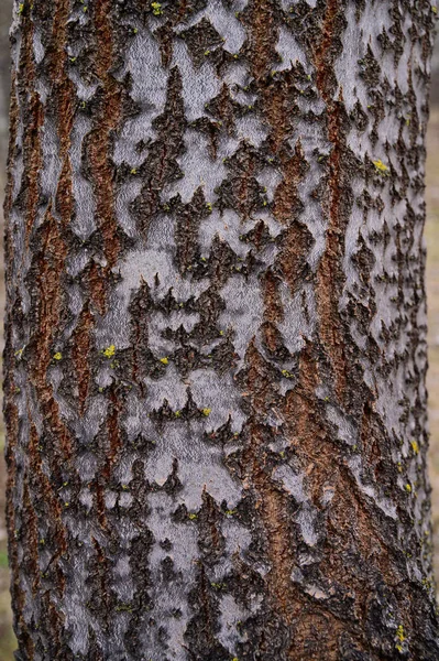 Gros Plan Sur Écorce Des Arbres Modèles Dans Écorce — Photo