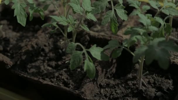 Små gröna plantor av tomater i krukor i ett växthus. Plantor av tomater — Stockvideo