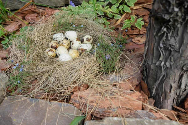 鹌鹑的蛋躺在户外的草窝里 没有人 基督教复活节假期的概念 — 图库照片