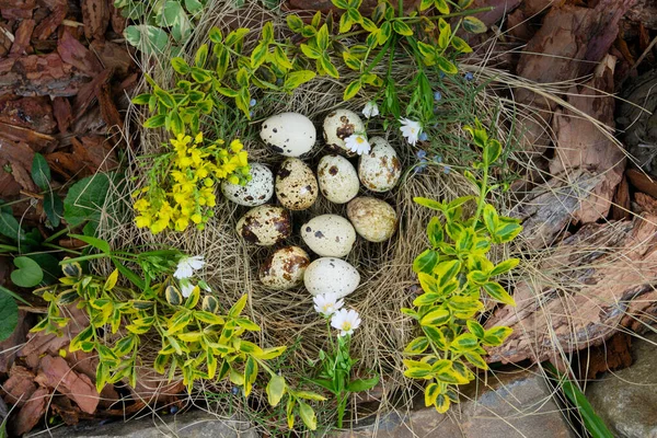 ウズラの卵は屋外でわらの巣の中にあります 黄色の花黄色のマホニア ユーオニウス ユーオニウス フォーチュイ 閉めろ 人はいない 聖イースターのキリスト教の休日の概念 — ストック写真