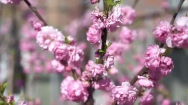 Rüzgarda sallanan pembe çiçekli sakura dalları. Hareket eden kamera, yakın çekim. Mavi gökyüzü. Dallar pembe bademler açar. Çiçek açan bitkiler ve bahar bahçesi kavramı. Bahar çiçeği bahçesi.