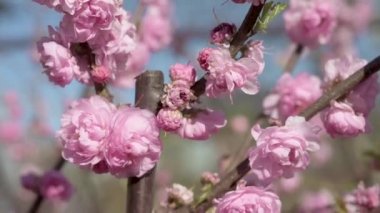 Rüzgarda sallanan pembe çiçekli sakura dalları. Hareket eden kamera, yakın çekim. Mavi gökyüzü. Dallar pembe bademler açar. Çiçek açan bitkiler ve bahar bahçesi kavramı. Bahar çiçeği bahçesi.