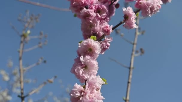 風に揺れるピンクの桜の枝。移動カメラ、クローズアップショット。青い空だ。枝がピンクアーモンドを咲かせます。開花植物や春の庭の概念。春咲きの果樹園 — ストック動画