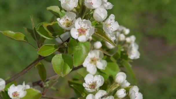 Um close de uma flor — Vídeo de Stock