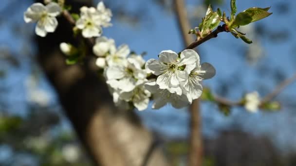 Branch white blooming sakura swaying in wind. Concept flowering, spring garden — Stock Video