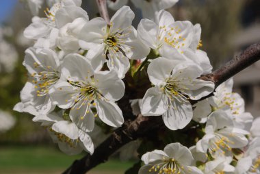 Beyaz açan neşe dalları. Çiçek açan bitkiler, bahar bahçesi kavramı. Bahar çiçekli meyve bahçesi. Yakın plan. Seçici odak